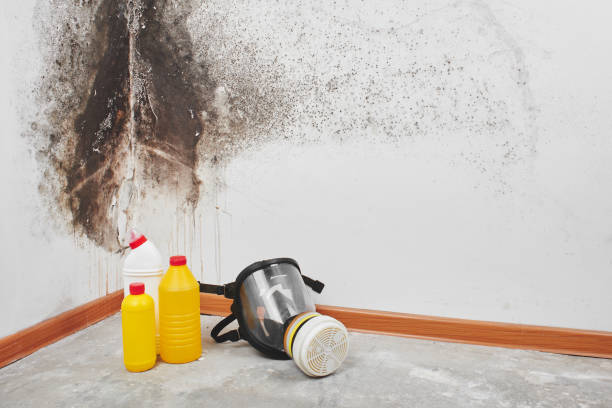 Best Industrial Mold Remediation in Centerton, AR