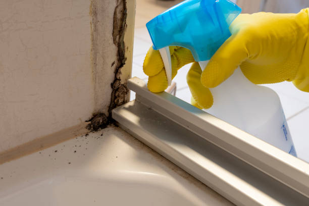 Best DIY Mold Remediation Support Services in Centerton, AR