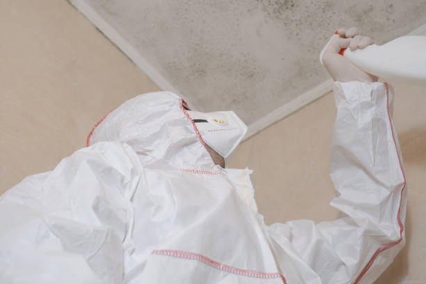 Best Localized Mold Remediation (e.g., coastal areas, humid climates) in Centerton, AR