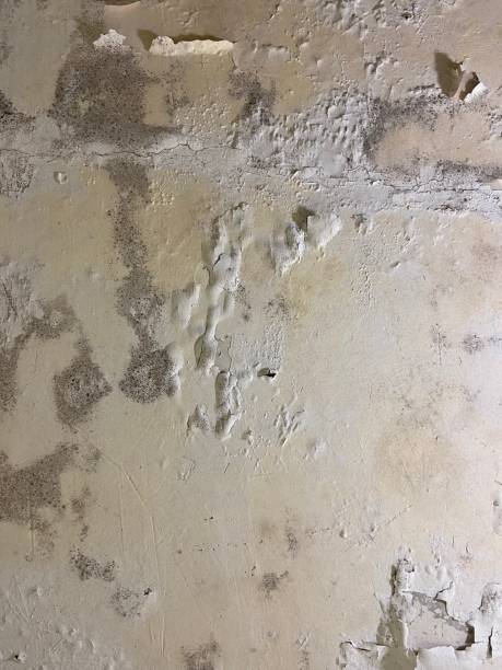 Trusted Centerton, AR Mold Remediation Experts