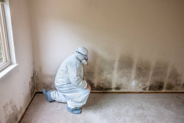 Best Localized Mold Remediation (e.g., coastal areas, humid climates) in Centerton, AR