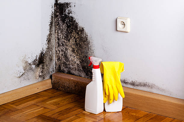 Best Bathroom Mold Remediation in Centerton, AR