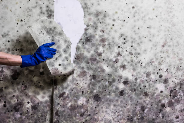 Best Attic Mold Remediation in Centerton, AR