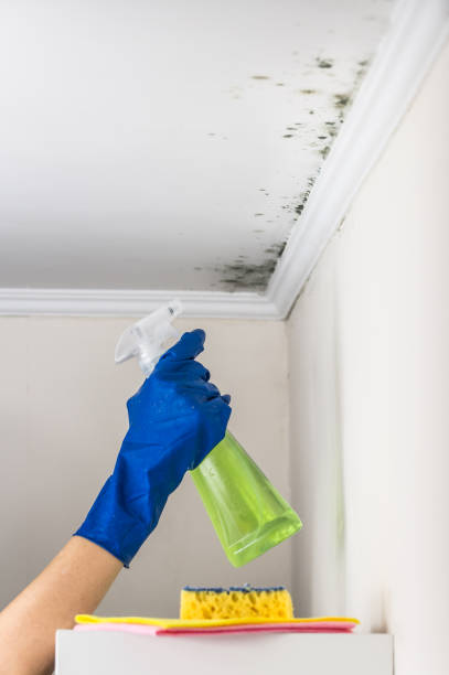 Best DIY Mold Remediation Support Services in Centerton, AR