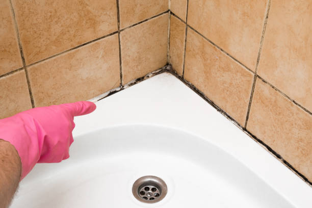 Best Basement Mold Remediation in Centerton, AR